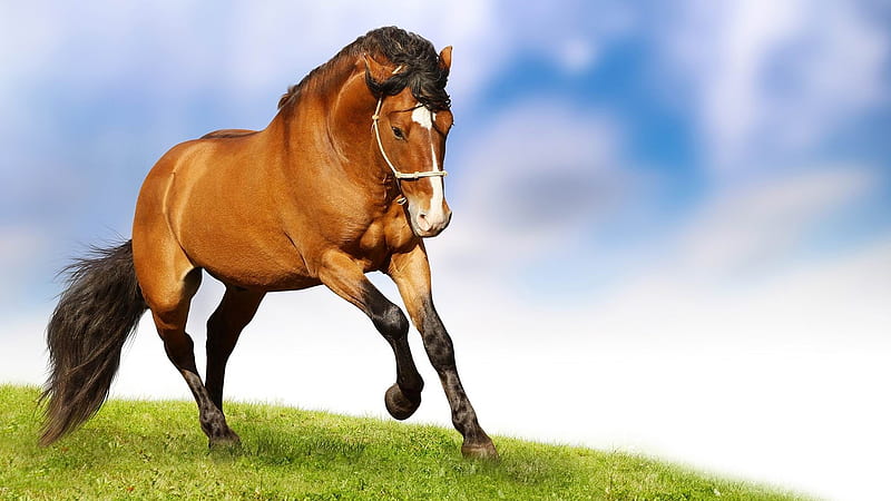 hermoso caballo noble-Amazing Horse theme, HD wallpaper