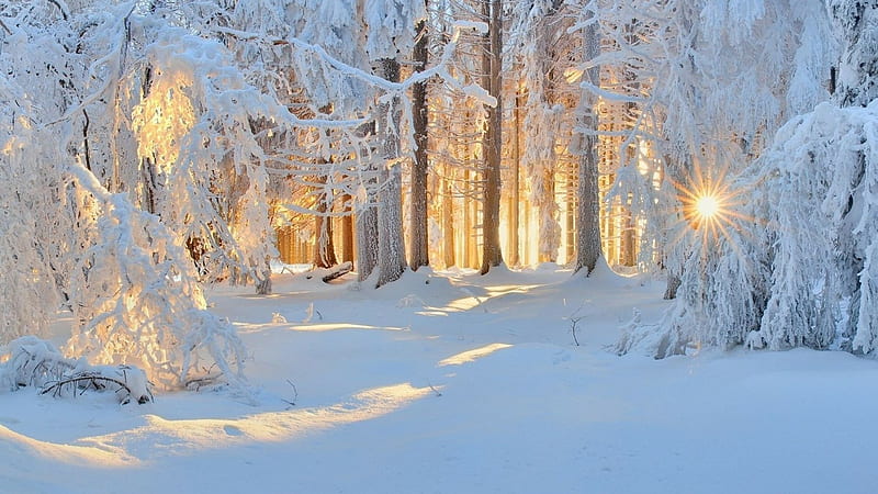 Winter Sunlight, forest, sunlights, snow, nature, trees, winter, HD wallpaper