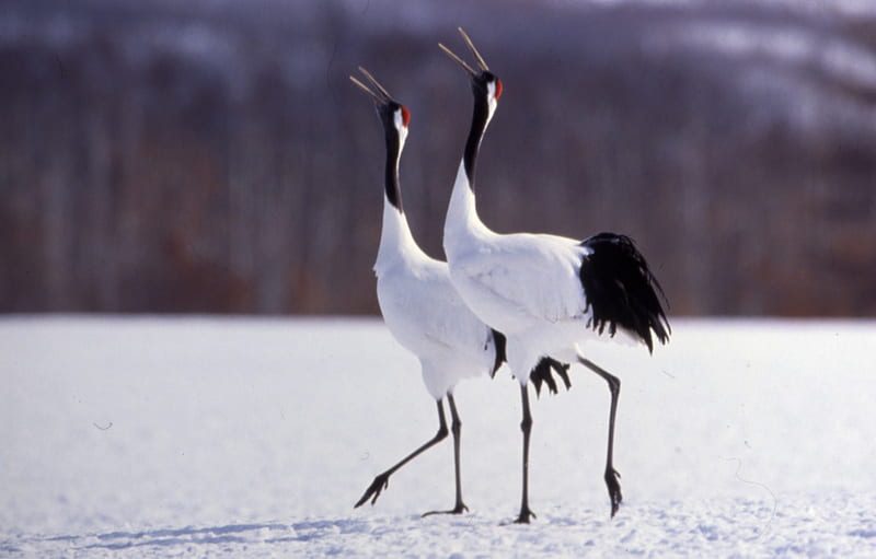Japanese Cranes Calling, forest, japanese cranes, snow, black and white, birds, HD wallpaper