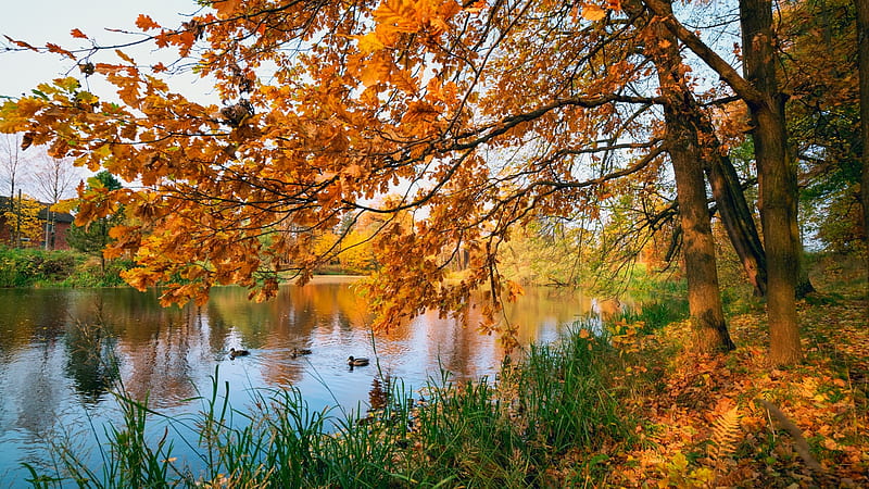 Autumn in a Park. Derbyshire, England, colors, trees, leaves, water ...