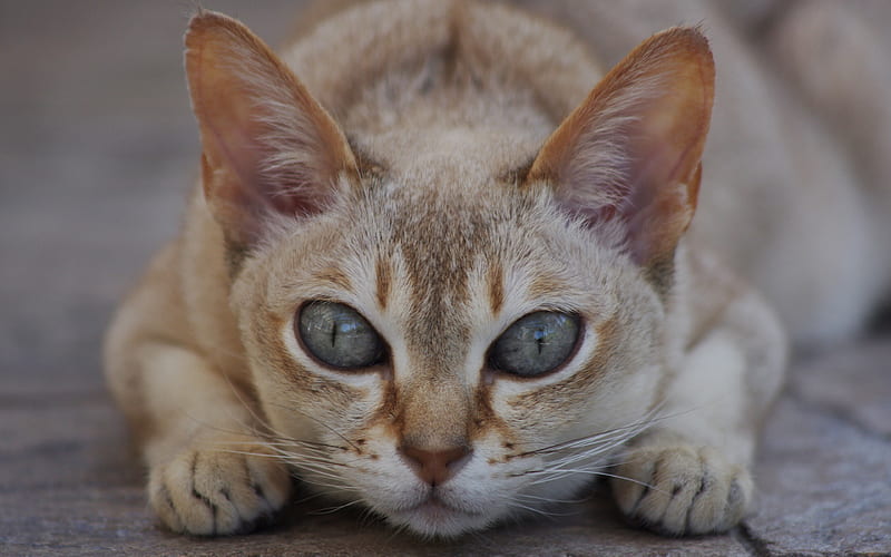 Singapura cat, portrait, pets, brown cat, breeds of short-haired cats, HD wallpaper
