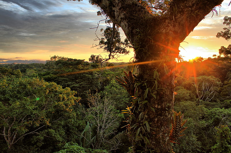 Bosque lluvioso del amazonas, ecuador, sol, colores, arboles, nubes, cielo,  Fondo de pantalla HD | Peakpx