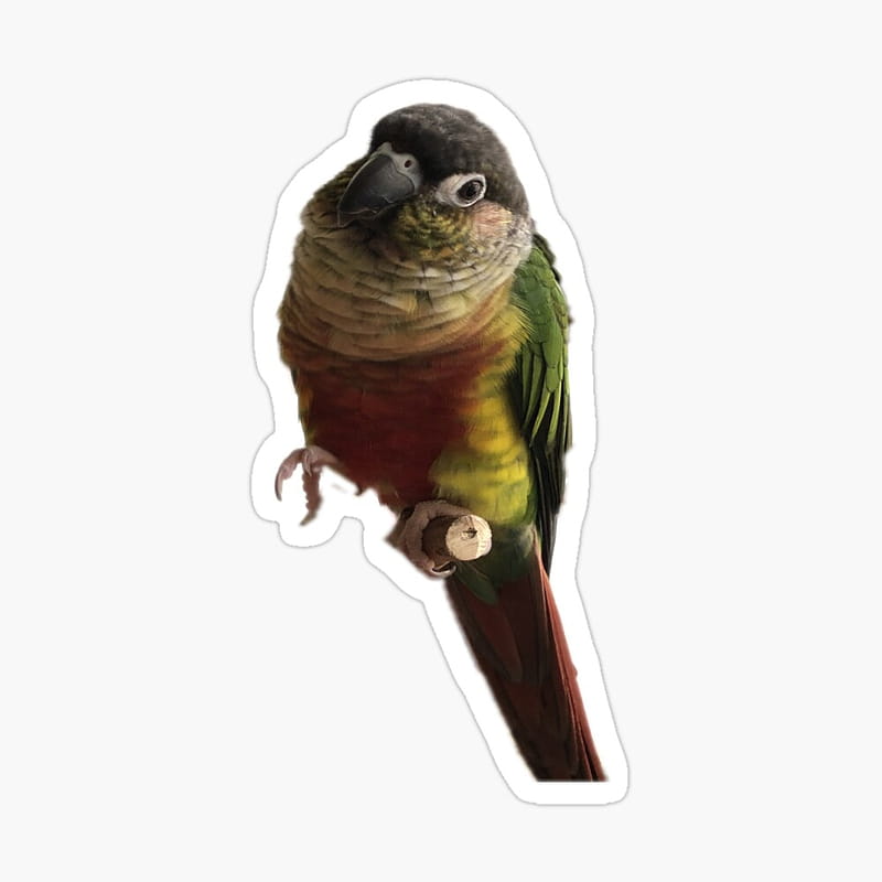 Green Cheek Conure design. Conure. Small Parrot. Parakeet. Parrot lover. I love my conure Poster, HD phone wallpaper