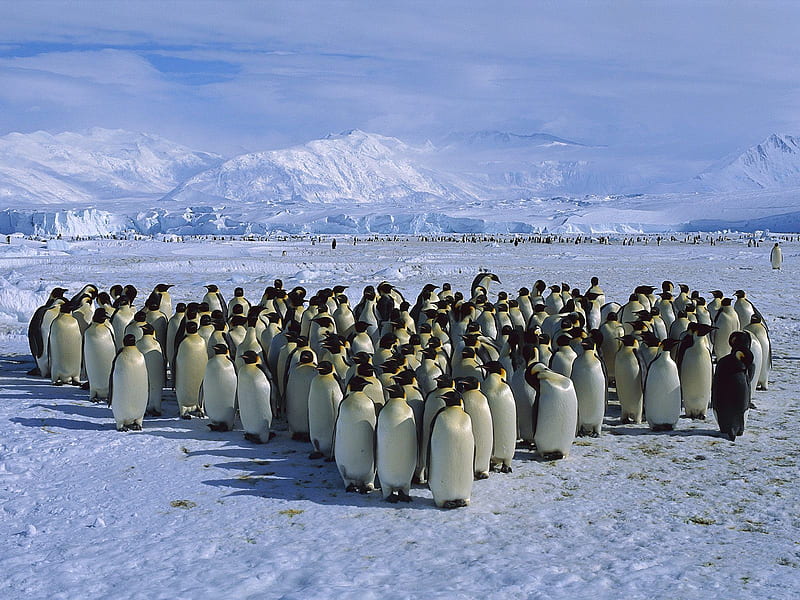 Penguin Colony, animal, penguin, HD wallpaper