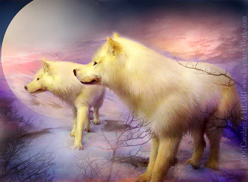 White spirits for Jerry, wild, hunters, white, wolves, pair, HD wallpaper