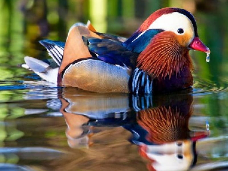 Mandarin Duck, colorful, duck, swim, asian, lake, HD wallpaper