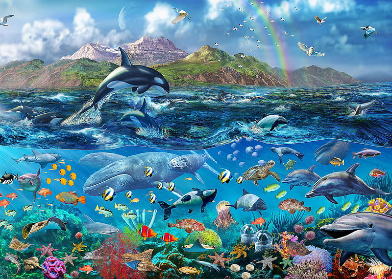 marine life wallpaper hd