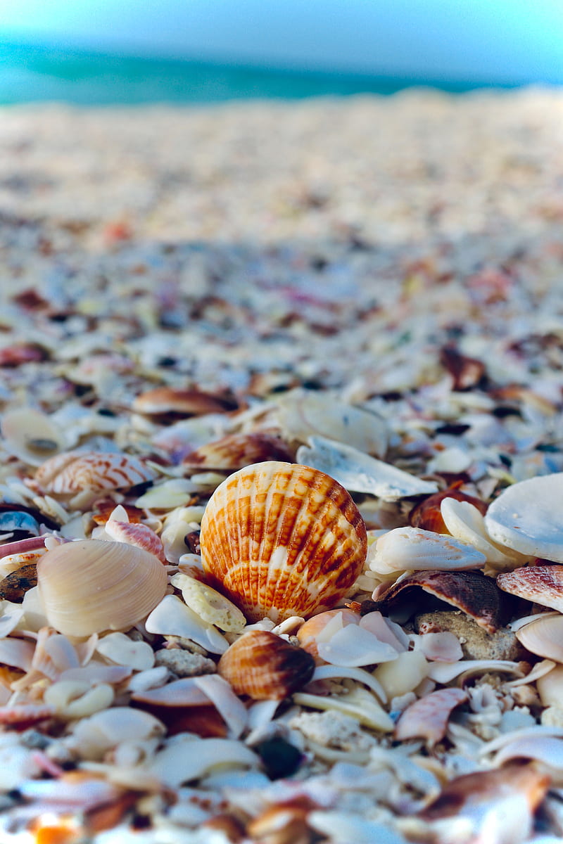 Conchas, la playa, el mar, el resto, Fondo de pantalla de teléfono HD |  Peakpx