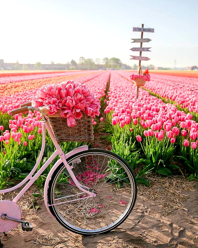 Moath bataineh, background, bicycle, bike, cycle, flower, mountain, HD phone wallpaper