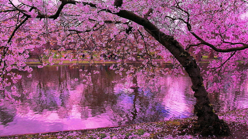 1920x1080px 1080p Descarga Gratis árbol De Sakura Reflejado En El