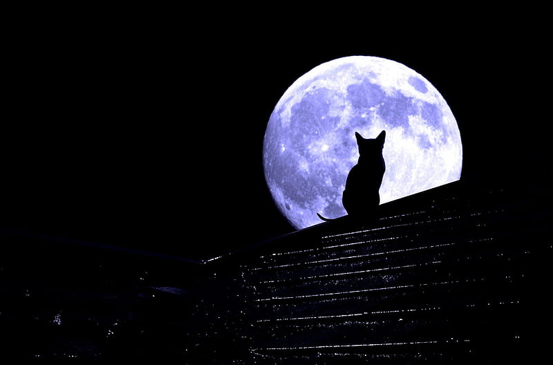 MOON WATCHER, moon, que, cat, full moon, HD wallpaper