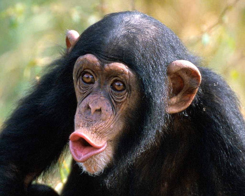 chimpanzee, primate, monkey, ape, HD wallpaper