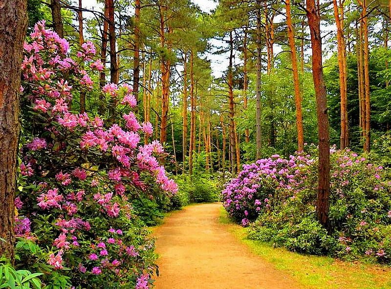 Rhododendrons in Park, path, blossoms, spring, trees, HD wallpaper