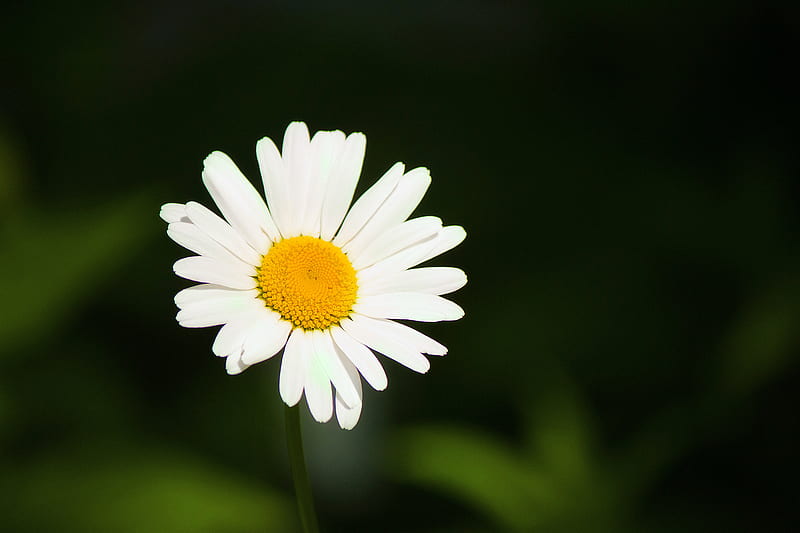Camomile, flower, nature, HD wallpaper