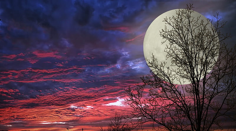huge moon in red twilight, red, tree, moon, huge, sky, HD wallpaper