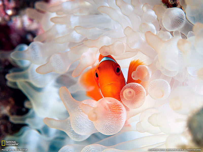 Clownfish and Bubble-Tipped Anemone, marine life, cool, fish, ocean, nature, HD wallpaper