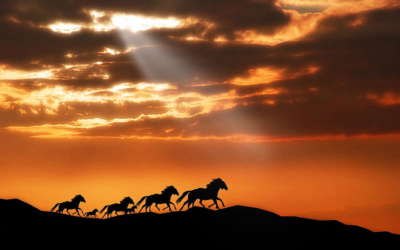 Horse herd sunset silhouettes escape-Grassland animal, HD wallpaper