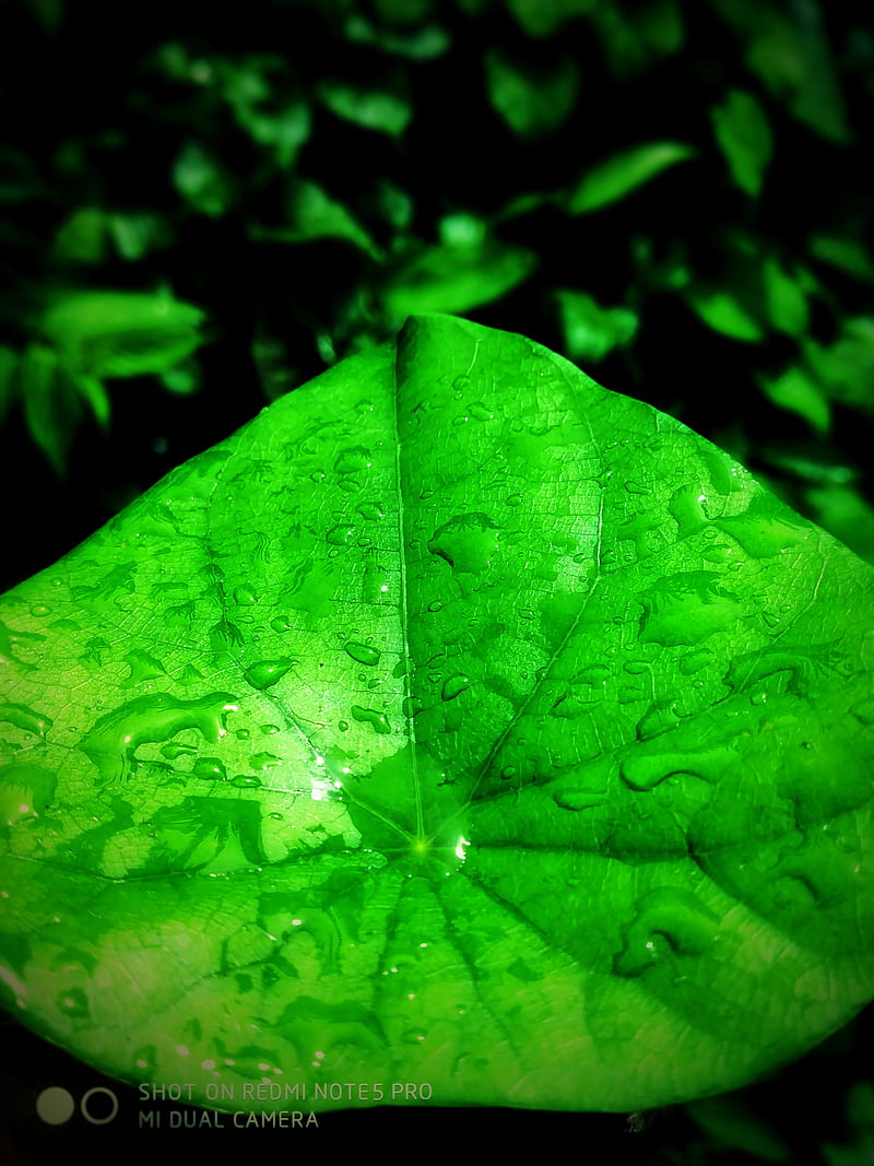 Nature, leaf, rain, raindrop, romantic, HD mobile wallpaper | Peakpx