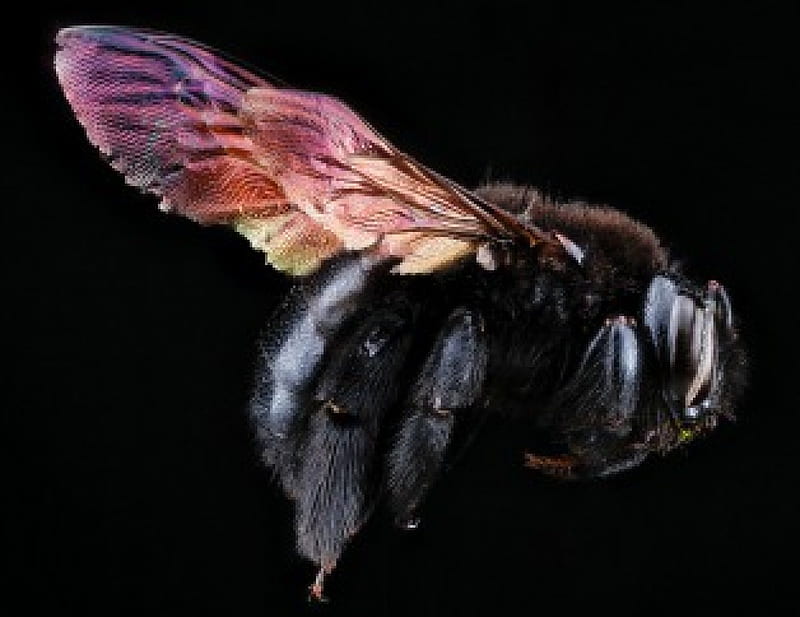 Carpenter bee, insect, small, workers, National geographic, useful, HD wallpaper