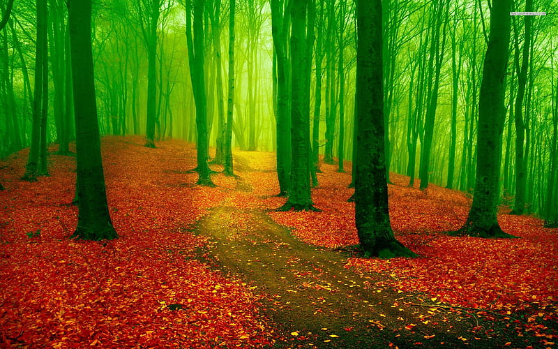 Red Leaf Green Forest, red, forest, green, path, nature, trees, leaf, HD wallpaper