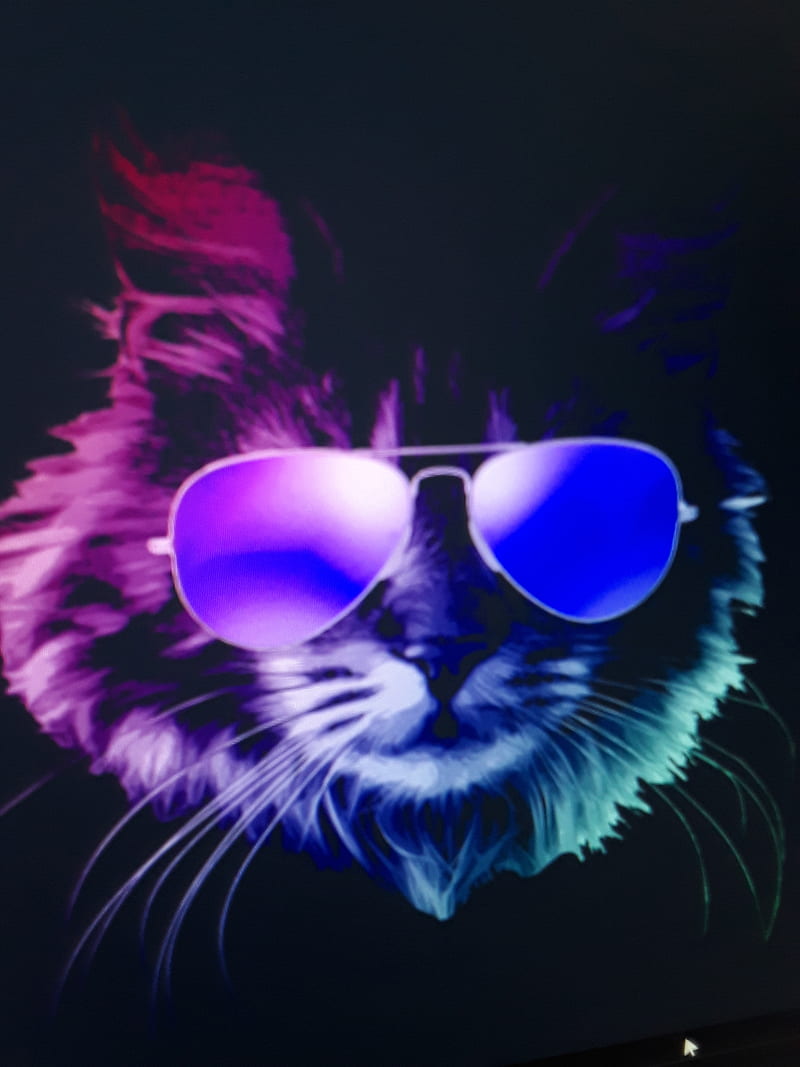 Cat Wallpaper Images  Browse 867 Stock Photos Vectors and Video  Adobe  Stock