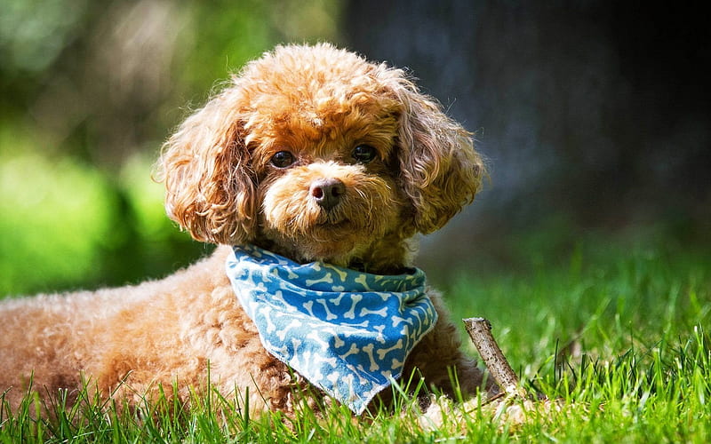 glamorous poodle, lawn, dog, blue shawl, HD wallpaper