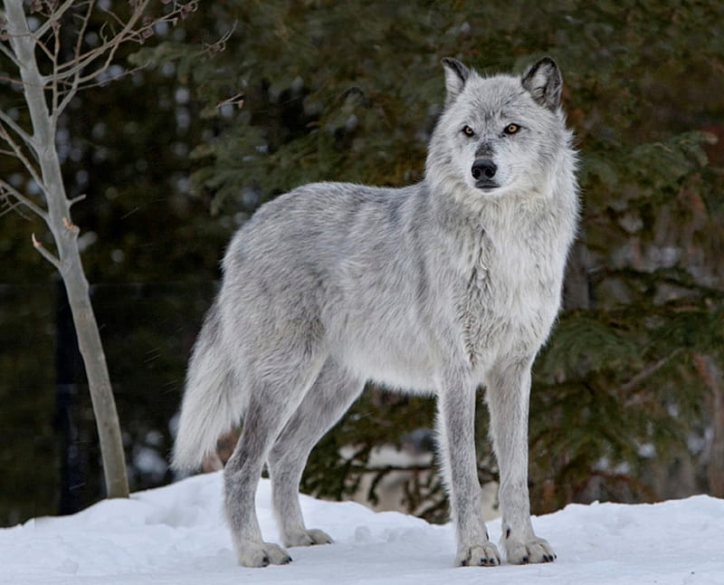 Alpha Female Wolf, snow, Alpha, Female, nature, Wolf, animals, HD wallpaper