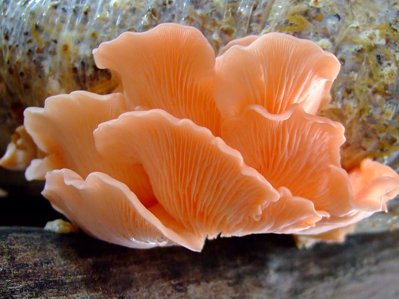 Pretty Fungi, pretty, fungi, peach, fanning, HD wallpaper