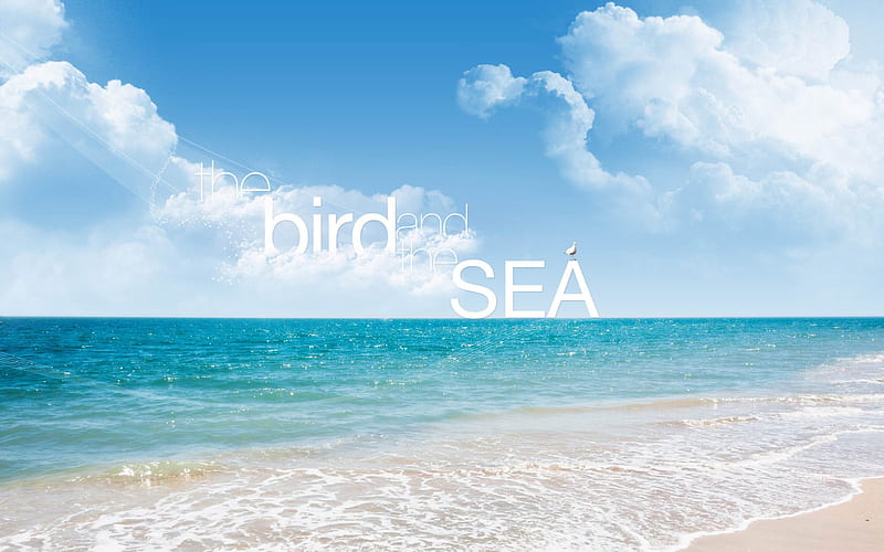 the bird and sea-Creative Design, HD wallpaper
