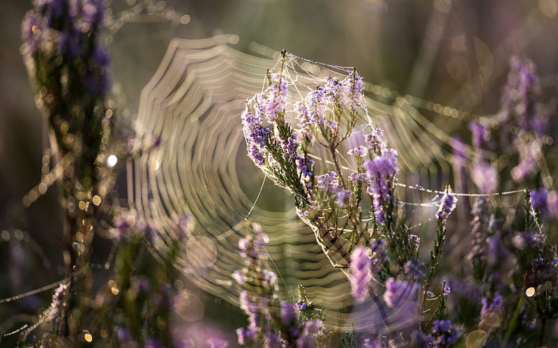 morning, cobwebs, wildflowers, dew, water, purple flowers, field with flowers, HD wallpaper
