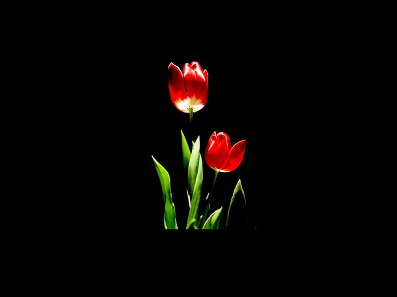 Tulip on black, black, tulip, HD wallpaper