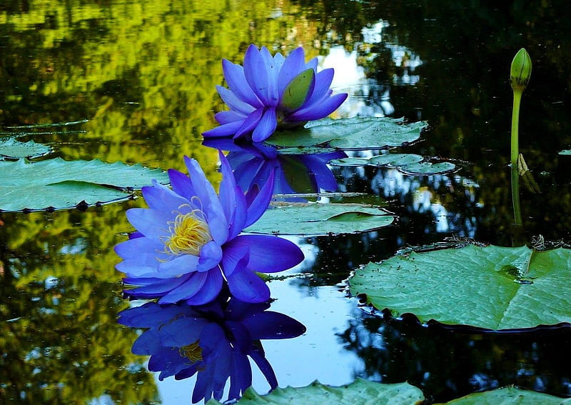 Blue Lotus, pond, leaves, water, waterlilies, blossoms, HD wallpaper
