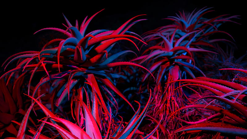 Big Sur Night Succulents, big-sur, apple, macbook, computer, nature, HD  wallpaper | Peakpx