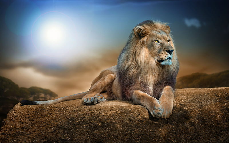 Lion 2, lion, animals, HD wallpaper
