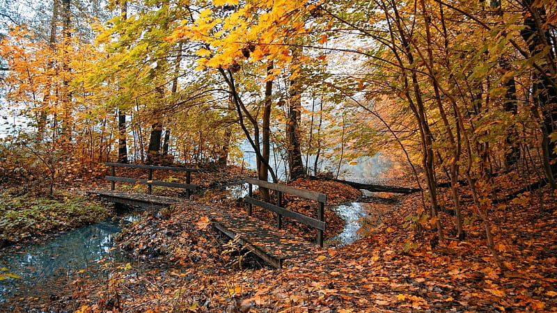 footbridge in autumn forest, bridhe, forest, autumn, creek, HD wallpaper