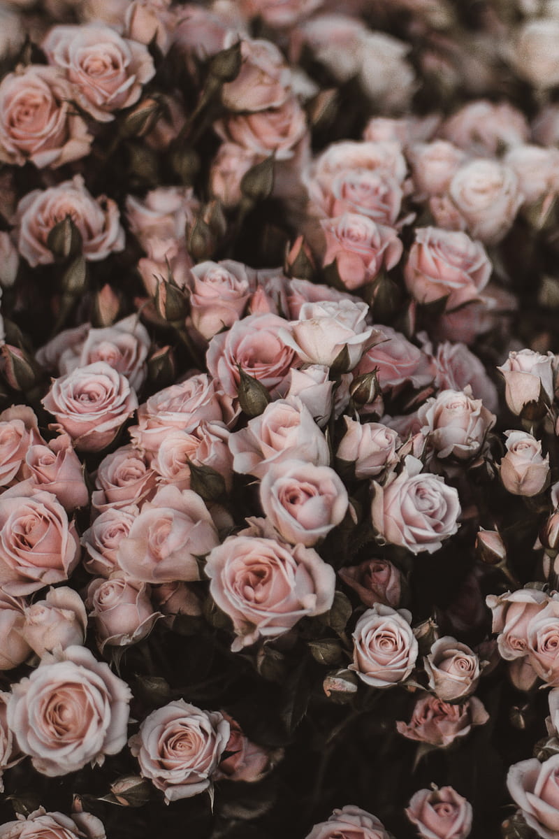 roses, bouquet, flowers, light pink, romance, HD phone wallpaper