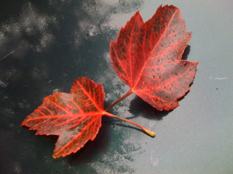 Two Fallen Leafs, red, autumn, nature, leafs, HD wallpaper