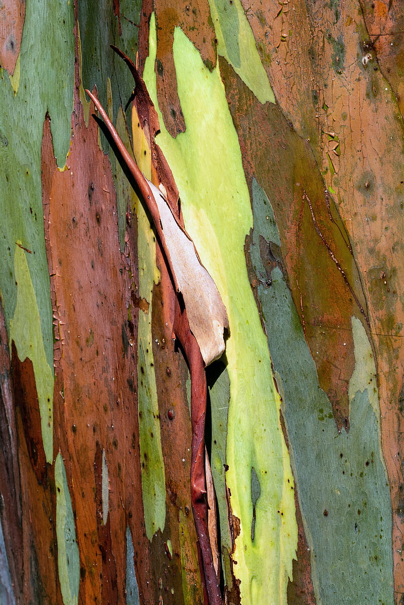 eucalyptus, bark, tree, texture, HD phone wallpaper