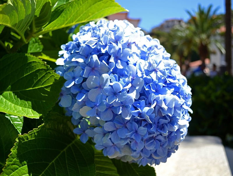 Hortensia azul, hortensia, hojas, verde, flores, naturaleza, azul, Fondo de  pantalla HD | Peakpx