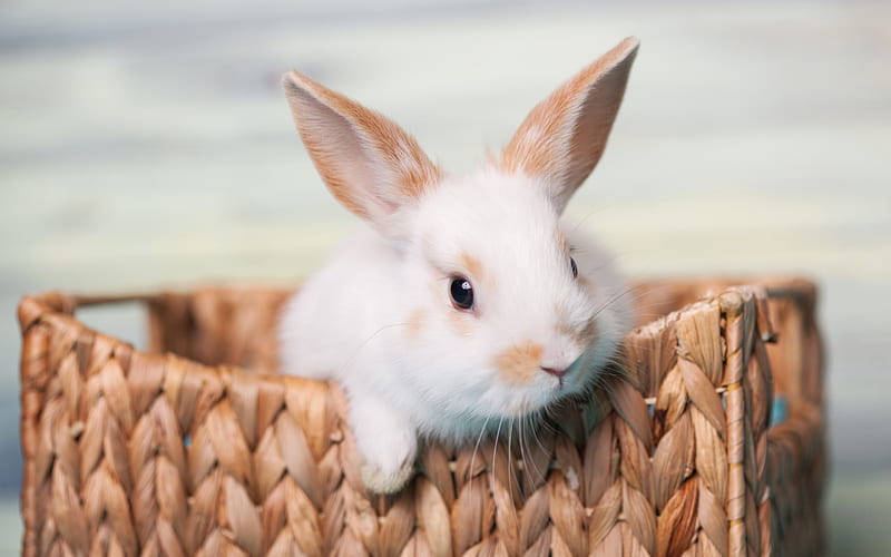white rabbit, close-up, basket, cute animals, fluffy rabbit, rabbits, HD wallpaper