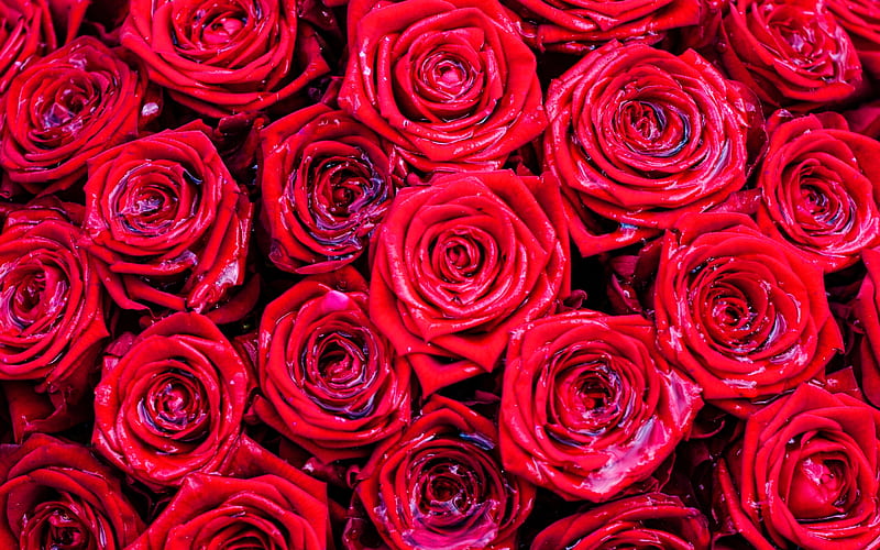 red roses bouquet, beautiful flowers, close-up, bouquet of roses, bokeh, red flowers, macro, roses, buds, red roses, HD wallpaper