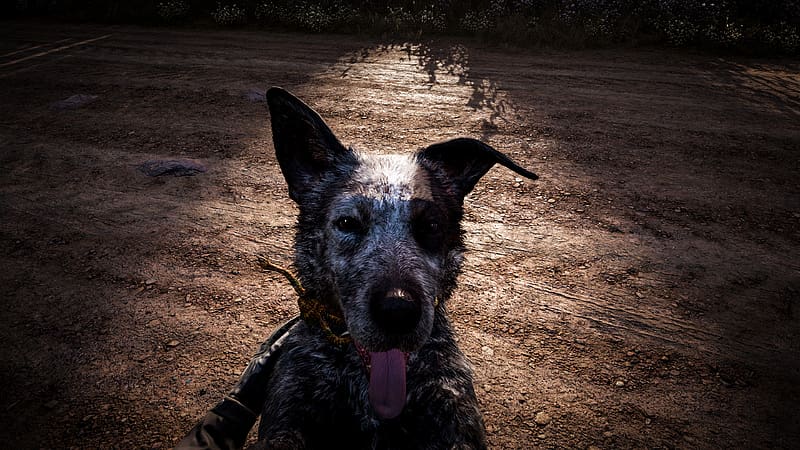 Dog, Video Game, Far Cry, Far Cry 5, HD wallpaper