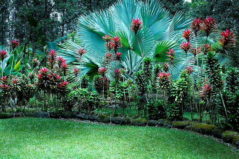 Hawaiian Tropical Gardens, bonito, Tropical, Gardens, Hawaiian, HD wallpaper