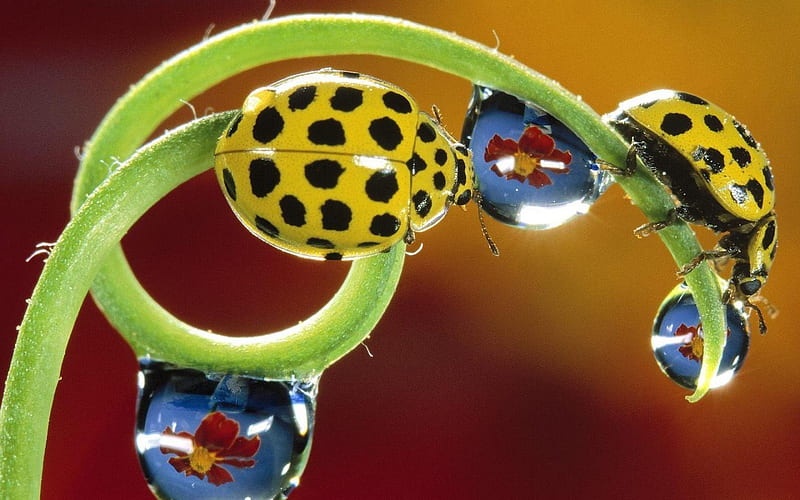 Ladybugs and Droplets, bug, water, lady, stem, HD wallpaper