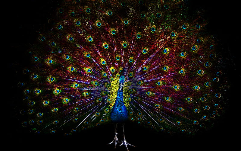 Peacock, colors, artistic, a, HD wallpaper | Peakpx