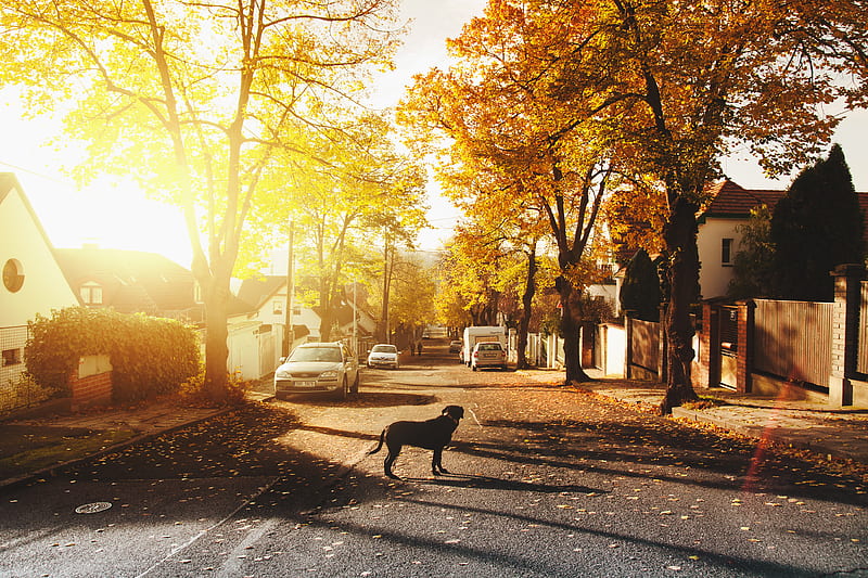 Dog On Concrete Road Homes Trees Sunlights , dog, animals, graphy, sunlight, HD wallpaper
