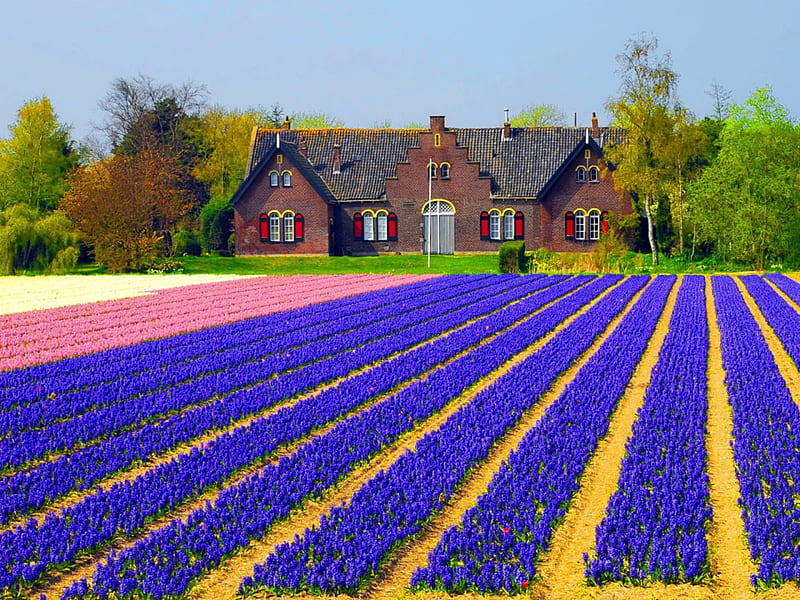 Keukenhof-Holland, pretty, colorful, house, lovely, Keukenhof, bonito, spring, park, trees, manor, Holland, summer, flowers, tulips, field, meadow, HD wallpaper