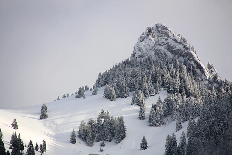 pine trees on mountain with white snow during daytime, HD wallpaper