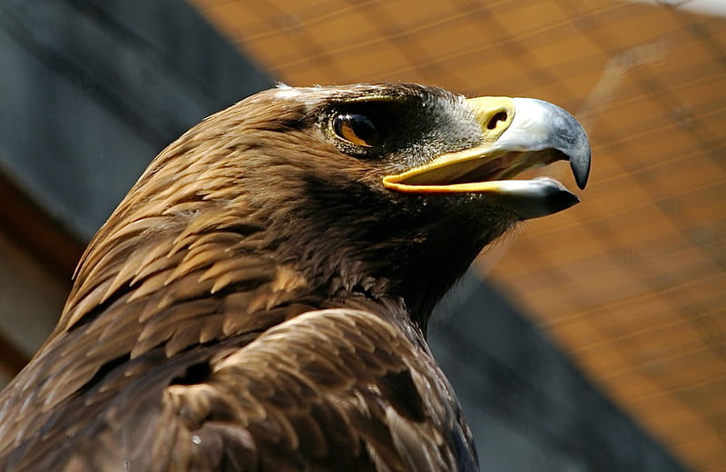 Retrato de águila real, vida silvestre, naturaleza, rapaces, europeo, Fondo  de pantalla HD | Peakpx