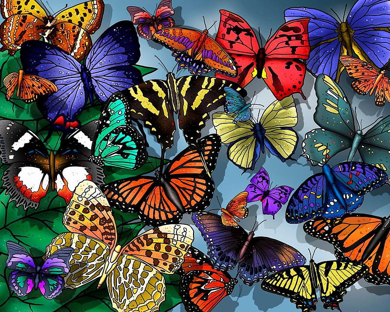 Colourful butterflies., insect, colour, wing, butterfly, HD wallpaper